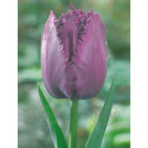 Hectarul - Bulbi de lalea Curly Sue, 5 bulbi